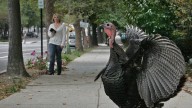 Wild turkeys are everywhere — help us map the sightings