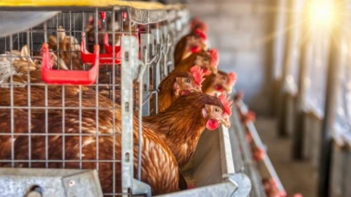 El Gobierno confina todas las granjas de aves para contener la gripe aviar con focos en Castilla y León