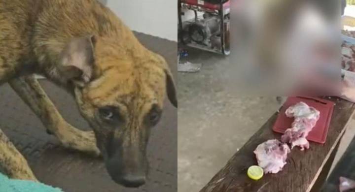 Estado de salud del perrito maltratado en Antioquia: esto dice el análisis forense del canino cuyo agresor quedó en libertad