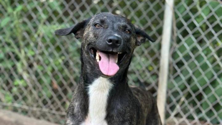 Former WNKY ‘Pet of the Day’ gets adopted after 540 days in shelter