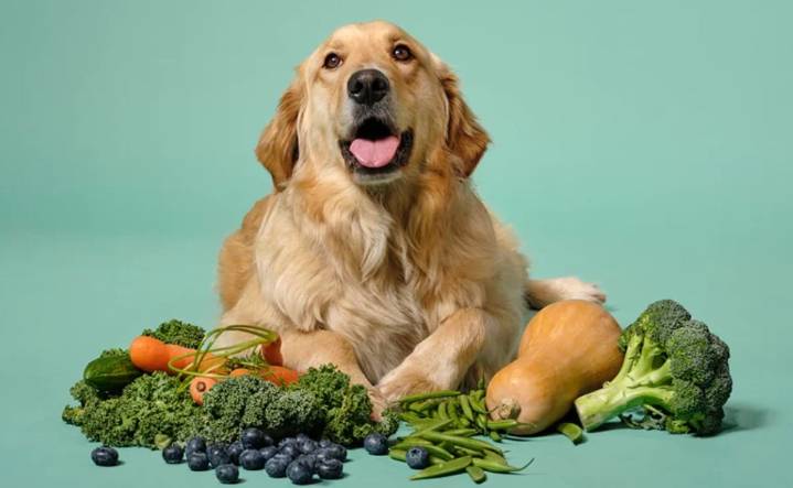 ¿Qué vegetales puede comer tu perro? Conoce la lista aquí