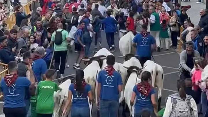 ZeC denuncia “graves anomalías” en el encierro de minibueyes con 400 menores en el Pilar 2025