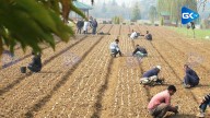 Sowing process of bulbs in full swing for Srinagar’s 2026 Tulip Festival.