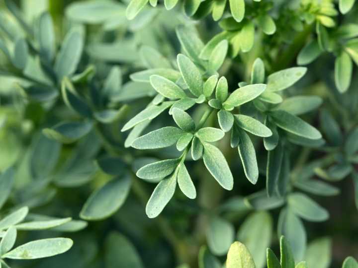 Cuáles son las propiedades curativas de la ruda