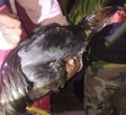Detienen a treinta asistentes y a dos responsables por una riña de gallos