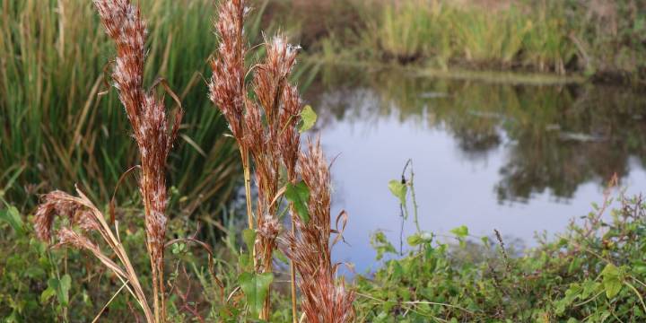 Louisiana wetlands advocates fear new federal rules will peel back protections further