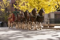Budweiser Clydesdales to appear at Marshall's Wonderland Lights