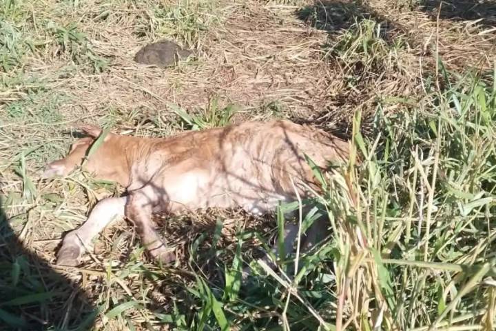 Cazadores furtivos matan becerro en rancho de Tixcancal, alertan a propietarios