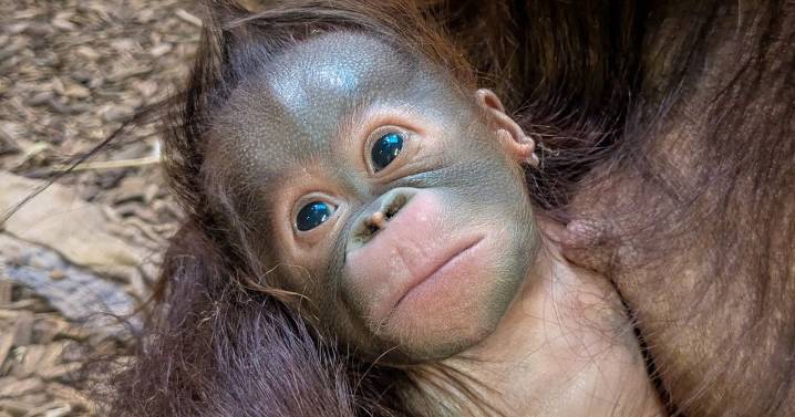 Chester Zoo reveals meaningful name of new baby orangutan