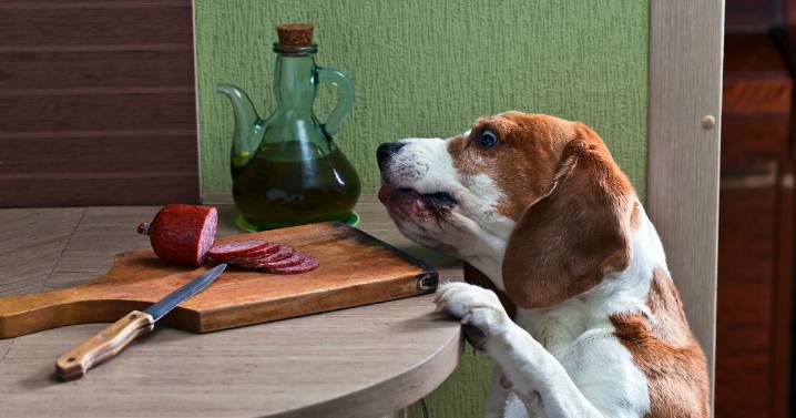 Rich foods from the holiday table can cause problems for pets, so resist the temptation to share
