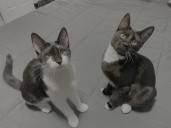 OCHS adoptable pet: Jackie & Frida are sisters