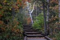 Skip the rack, fallen leaves are healthy for soil