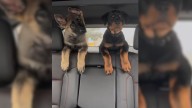 Puppies’ First Car Ride Has Their Tennessee Owner Laughing In Complete Surprise
