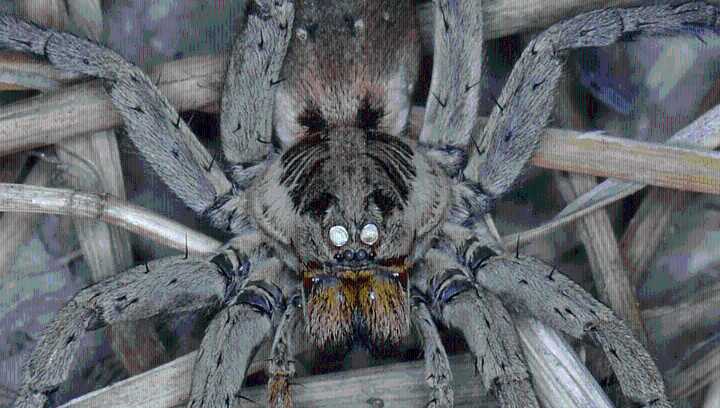 Wolf Spider Eyes "Glow" At Night If You Pick Catch Them With Your Flashlight