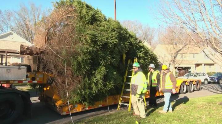 Empire State Plaza tree on its way from Ballston Lake
