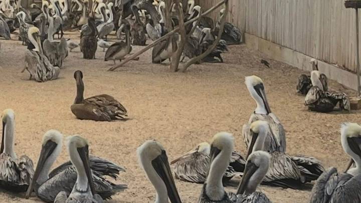 Thousands of Coastal Bend waterbirds killed or injured by hail