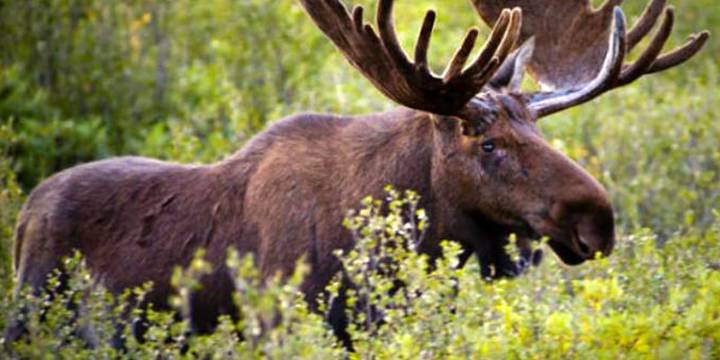Woman injured in bull moose attack in Boulder County