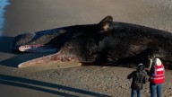 Officials try to move a 50-ft deceased whale