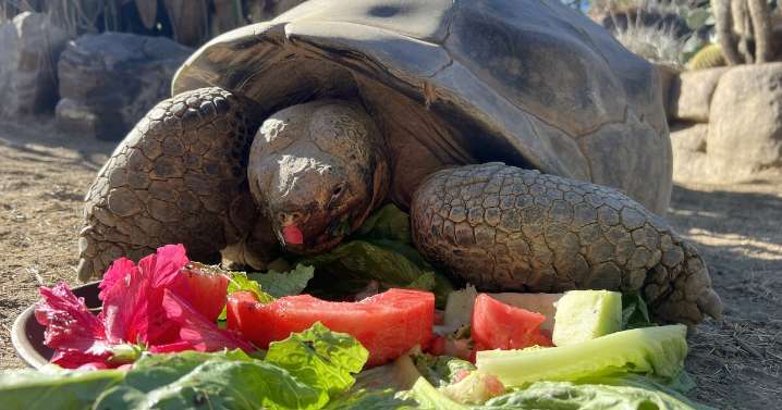 San Diego Zoo's Galapagos tortoise Gramma's death latest in tragic year