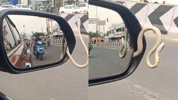 ‘Not A Blind Spot, A Bite Spot’: Internet Shocked At Scary Visuals Of Snake Slithering From Car’s Side Mirror