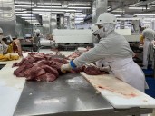 Nicaragua consolida producción de carne de bovino