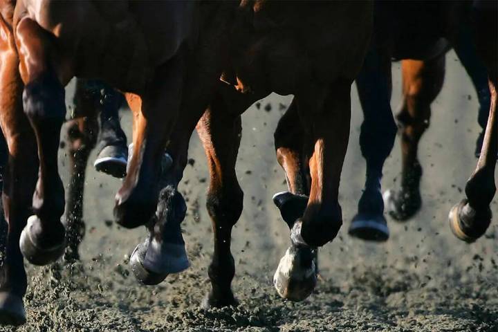 Horse trainer Ricardo Castillo Jr. has $100K fine upheld by Nevada commissioners