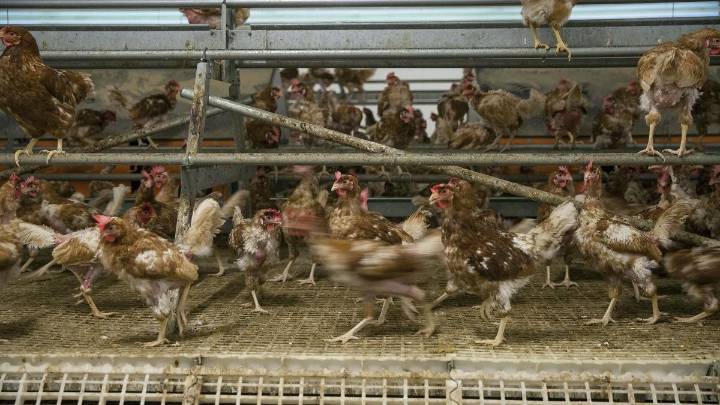 La docena de huevos XL en supermercado ronda ya los 5 euros, por la gripe aviar