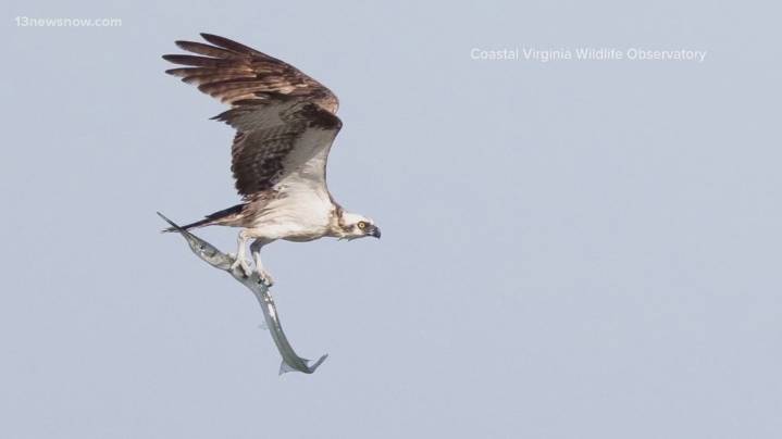 Biologists and birders gather for annual hawk watch on Virginia’s Eastern Shore