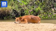 Queensland considers allowing dingoes to be kept as pets