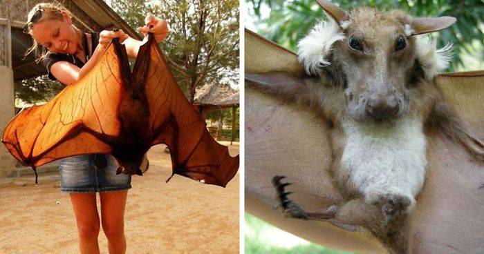 30 Species Of Bats That Look Too Bizarre To Be Considered Bats