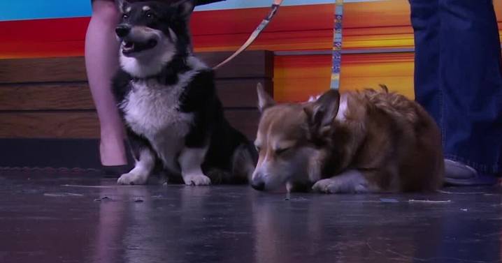 Unleash the Corgi: Event to support Heart of the Valley