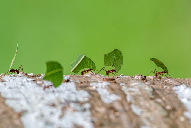 Hormigas, al igual que los camioneros, tienen puntos ciegos al moverse con carga