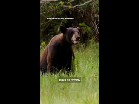 Why some hunters are trying to stop Florida black bear hunt