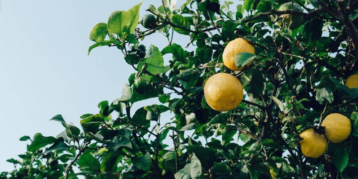 Noviembre, el mes ideal para plantar estos árboles frutales que desafían el frío y prometen cosechas abundantes en primavera