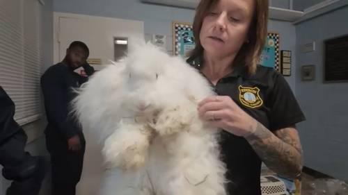 Over 100 animals including chickens, rabbits and pigeons rescued from home in Edison, New Jersey