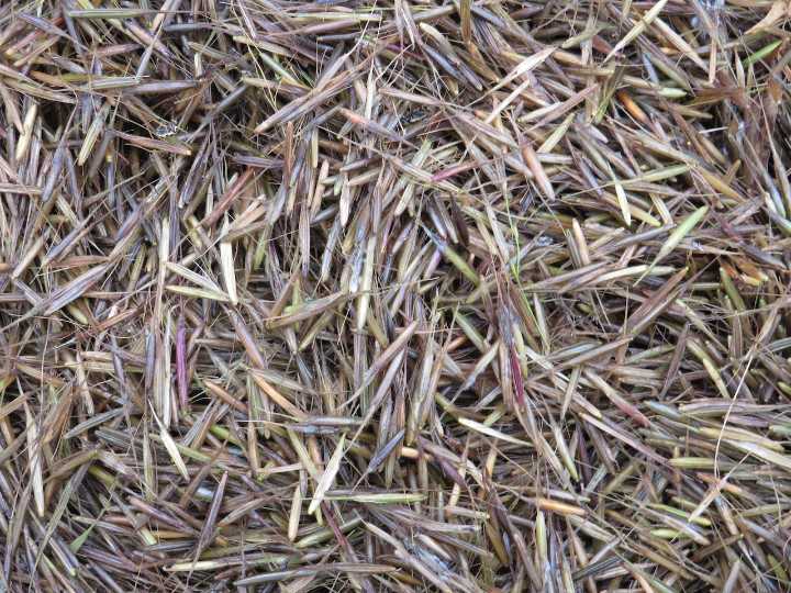 Tribal nations lead wild rice revival in Michigan’s lakes and streams