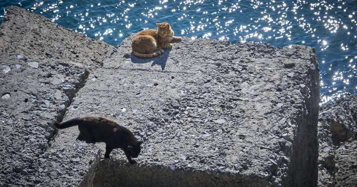 Nadie quiere cuidar tampoco de los gatos de Cádiz