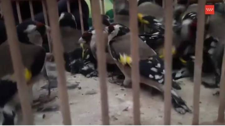 Interceptan en Leganés la venta fraudulenta de 27 jilgueros capturados ilegalmente