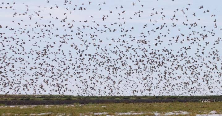 Cold front brings most ducks to Louisiana since 2021