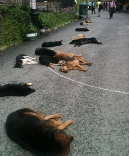 After spike in dog bite cases, SMC begins operation to catch ferocious strays