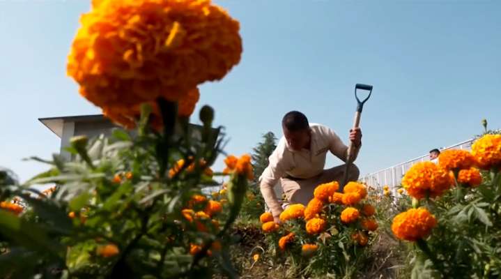 Lo Que Estos Internos Cultivan No Sólo Son Flores: Es Su Camino a la Libertad