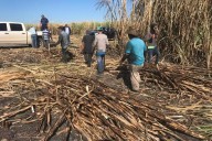 Productores de caña de Quintana Roo denuncian presunto contrabando de azúcar proveniente de Belice