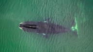 A cool discovery about long-lived bowhead whales