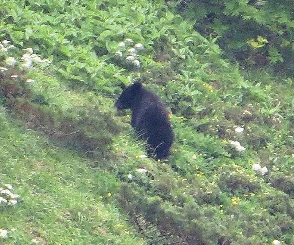 Japan deploys troops after wave of deadly bear attacks