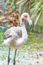 On a clipped wing, flamingo escapes a British zoo for a life in France