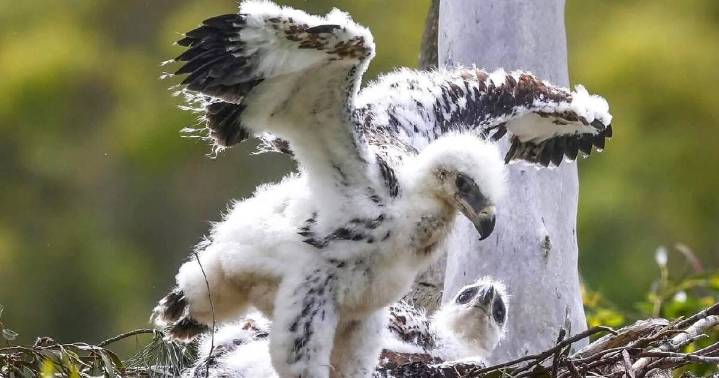 Photographer's patience reveals eagles' secret family moments