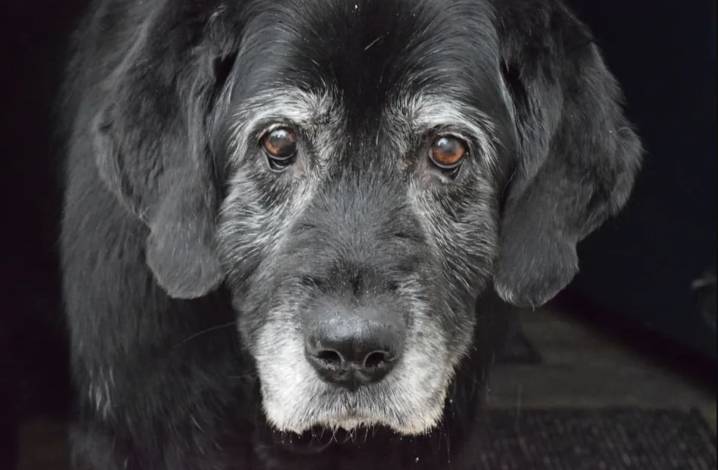 Según un estudio. A qué edad envejece un perro según su tamaño y raza