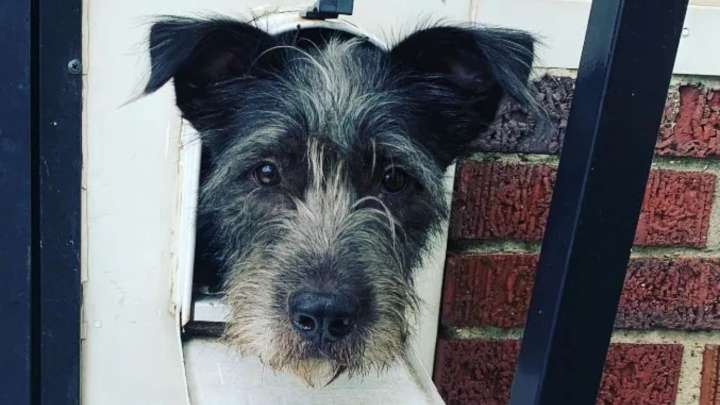 Kentucky Dog’s Mailbox Habit Brings Joy, Except To One Surprised Mailman