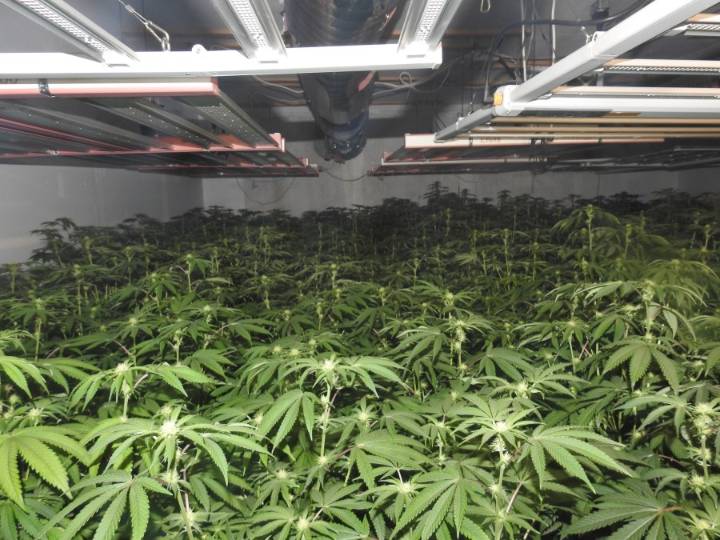 Major bust: Deputies seize nearly 1,000 marijuana plants in Northern California