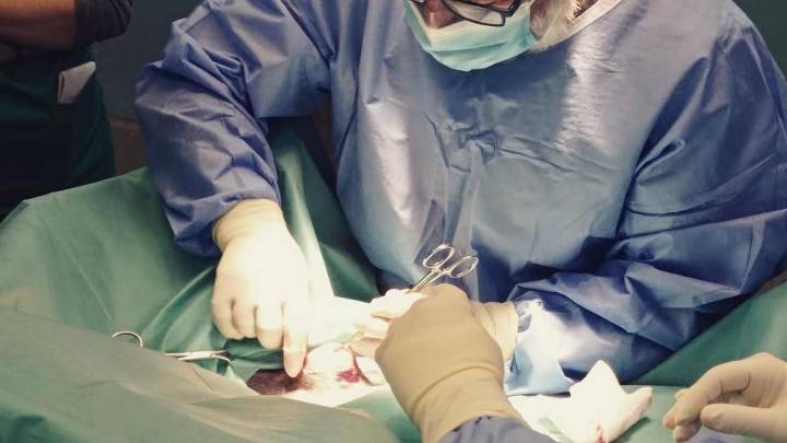 El aparato digestivo, el talón de Aquiles equino